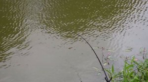 Wędka Daiwa Windcast Picker 2.7m VS Małe Karpie cz.1