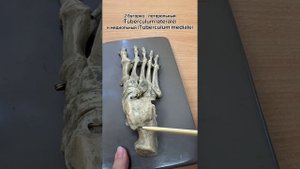 Анатомия стопы