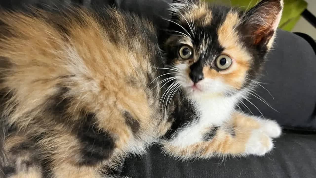 Супер Непослушный Маленький Соленый Котенок