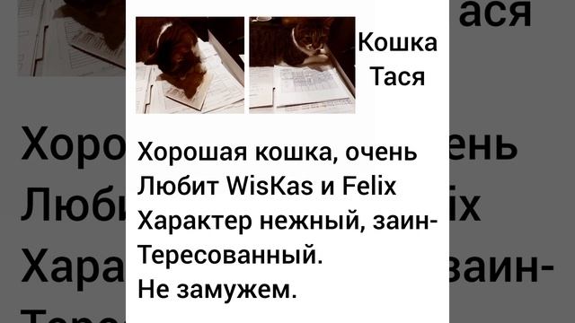 кошка Тася + остров сокровищ! 🤣🤣🤣 смотреть онлайн
