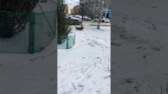 УраЗима❄️#марти #корги #corgi #dog #пришлазима #снег #королевскийкорги