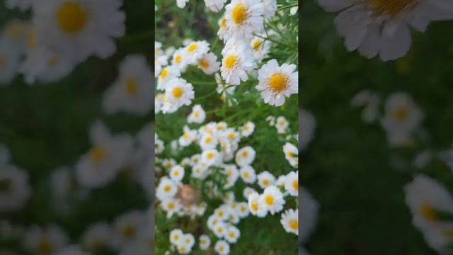 DJ Gamid - Maybe  /  #summer #summerdays #flowers #beutiful        /  15.06.2022 г.