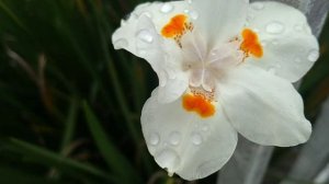 Moréia/(Dietes bicolor) (Steud.) Sweet ex Klatt.[Ler Descrição]#moreia