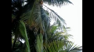 Кочанг. Ляпота