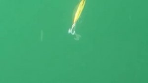 Воблер Минноу Дансер Страйк про  Dancer Strike pro для ловли щуки Твичинг