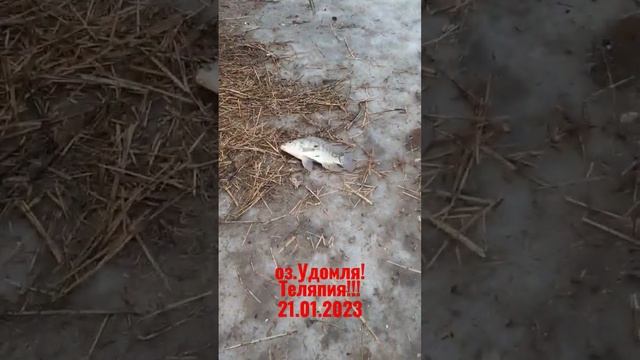 Январь,ловим Теляпию!оз.Удомля!#рыбалка#теляпия#регионыроссии##теляпия#фидер#всегопонемногу#озеро