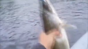 SALMO Slider 10 S . JB сплав