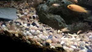 Can you feed baby cichlids Tetra Cichlid sticks?