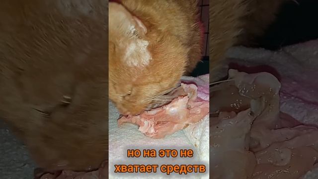 Первый на лечение самый поачущий котик Котофей