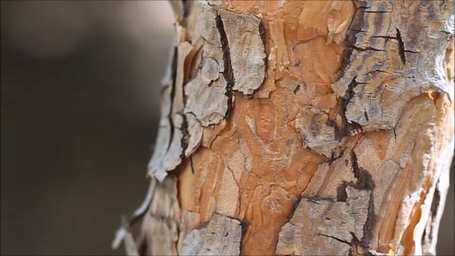 майский жук смотреть онлайн