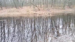 Эксперимент с лесным прудом. Зарыбление карпом и сазаном.