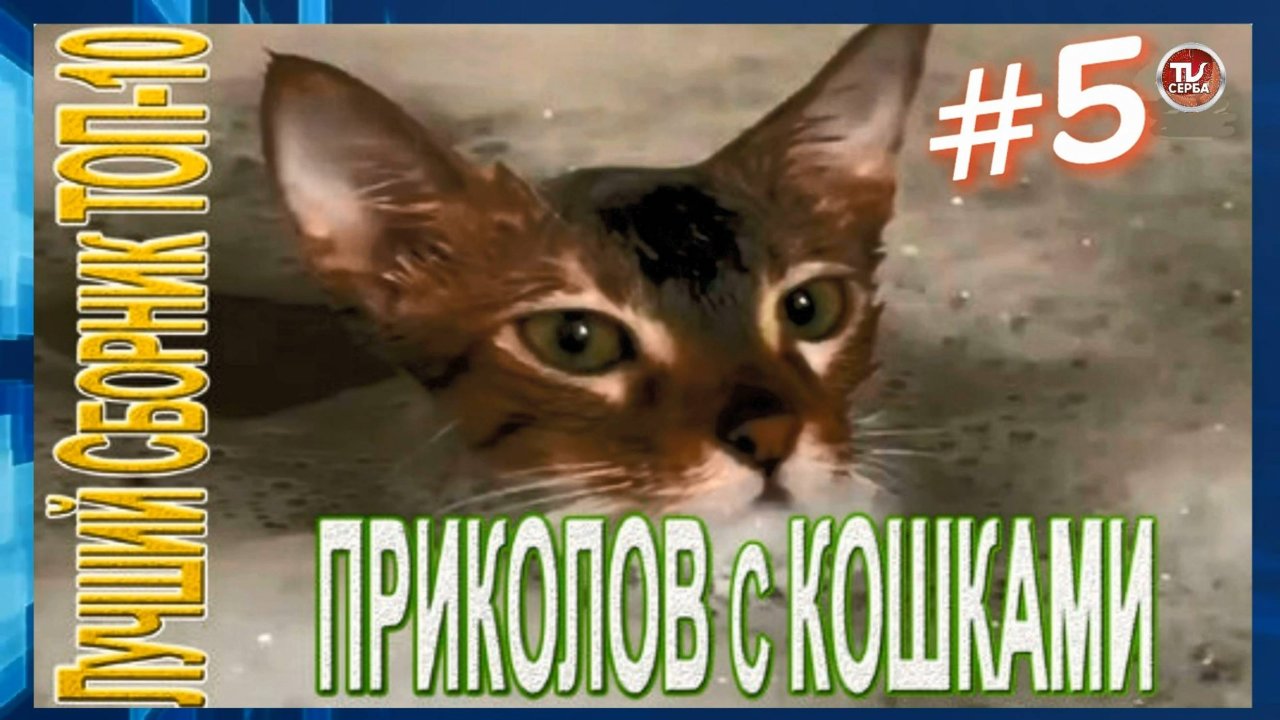 Топ-10 ПРИКОЛОВ с КОШКАМИ 🐱  СМЕШНЫЕ КОШКИ 😂 ЛУЧШИЕ ПРИКОЛЫ С КОТАМИ (5 часть)