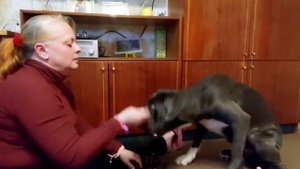Как приучить собаку к наморднику.