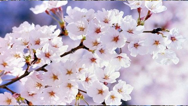 Ой, у вишнёвому саду. смотреть онлайн