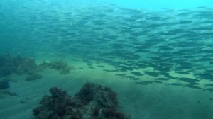 Миграция кефали в Черном море