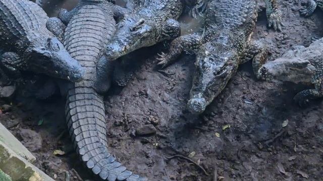 Куба🇨🇺Крокодилы и Карибы!!!! | Экскурсия от туроператора.