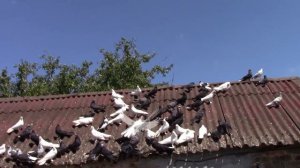 голуби Ж.Шулепы г.Димитрово