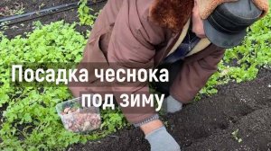 Сажаем чеснок  под зиму