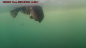 Морской черт поселок Де-Кастри