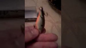 Обзор воблера rapala shad rap ssr-5