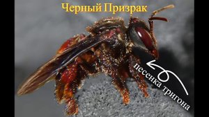 Песенка тригона -  Черный Призрак