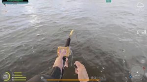 ТРОФЕЙНАЯ Акула Сельдевая Атлантическая. Взята Троллингом.