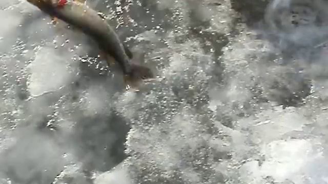 Один из способов ловли щуки зимой смотреть онлайн