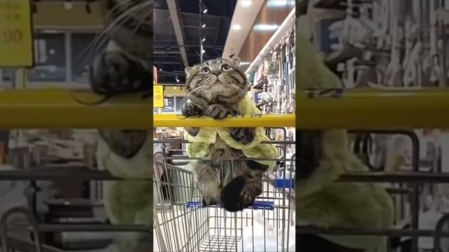 shopping cat #music #amazing #cat # #shorts #funny #love #bestcats