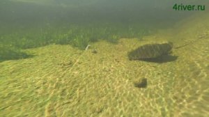 Воблер The Outdoor Zaco Minnow SP88S Суспендер 2