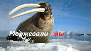 Там где клён шумит