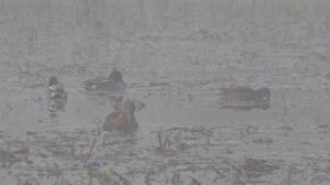 РАБОЧАЯ ПОДСАДНАЯ! ОХОТА НА СЕЛЕЗНЯ ВЕСНОЙ С ПОДСАДНОЙ УТКОЙ!