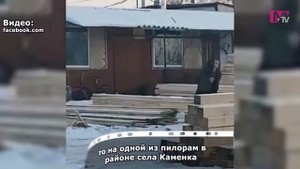 Несколько гектаров леса вырубили в Маслянинском районе. Работали одни и те же чёрные лесорубы