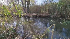 Ловля карася осенью на поплавок