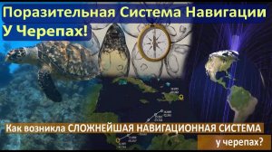 Поразительная система навигации у Черепах