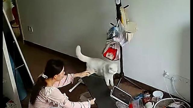 Кот-дебошир: как просмотр фильма превратить в хаос