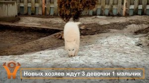 Щенки хаски на продажу