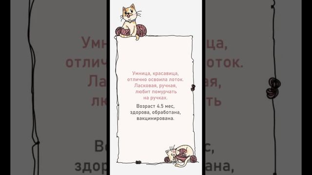 Милая добрая девочка котёнок Соня хочет стать частью Вашей семьи.