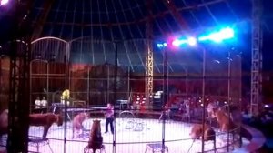 Львы и тигры в цирке.