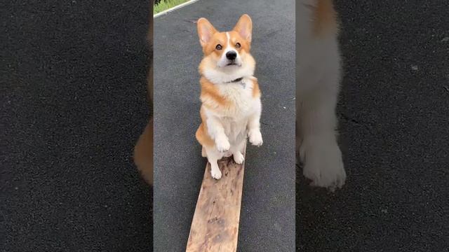 Жду лето #коржмарти #корги #собака #животные #смешно #юмор #corgi #dog #animals #funny