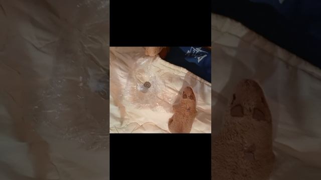 Приплыли на необитаемый остров!! 
Новый участник??