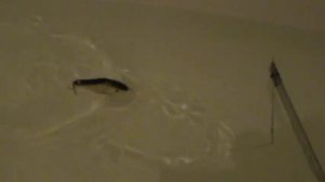 Salmo Slider F7 и его копия