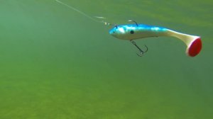 Storm Suspending Wild Tail Shad 8