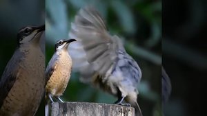 Брачный танец птиц: уроки ухаживания от природы