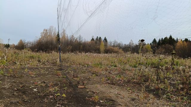Ловля щеглов 5.10.2024