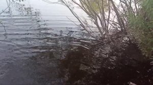 Перемëт на сома щуку