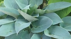 ☘️хоста Halcyon#petrnovar #запорожье #hostas #хосты #кунсткамера#halcyon