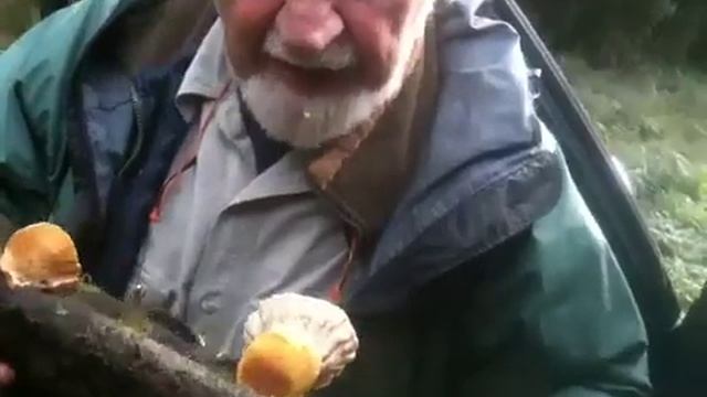 Bill Mollison Collects Fungi for his Forest