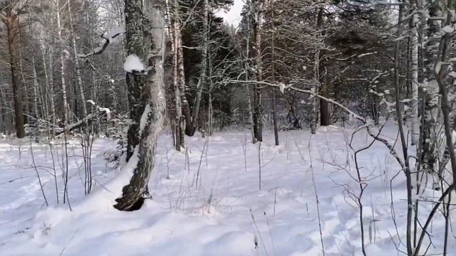 Охота на куницу с лайкой. Попытка №4. смотреть онлайн