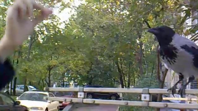 ручная ворона смотреть онлайн