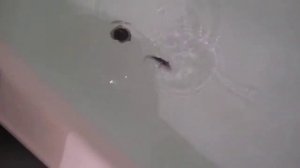 Воблер из вспененного ПВХ. УЛ-уокер а-ля Jackall Water moccasin